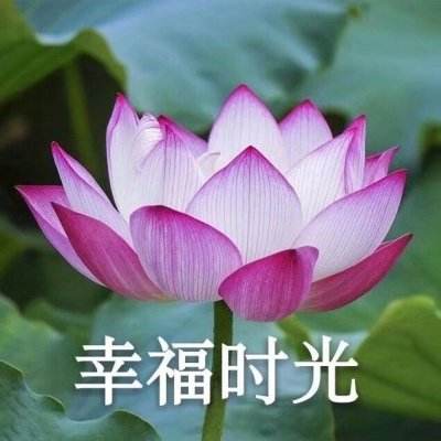 抱抱兽娘九游版下载